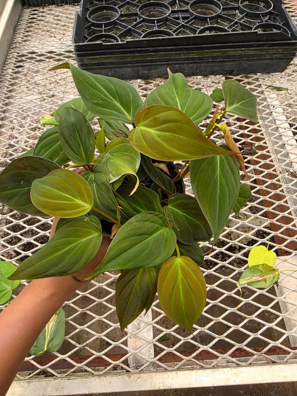 Philodendron Micans in 4" Nursery Pot - Velvet Leaf Philodendron - Trailing Indoor Plant - Rare Houseplant - Easy Care Live Plant