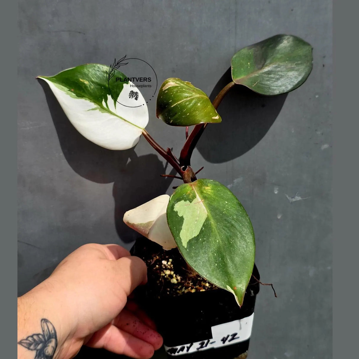 Variegated Philodendron Red Anderson - Exact Same Plant - (May-21-42)