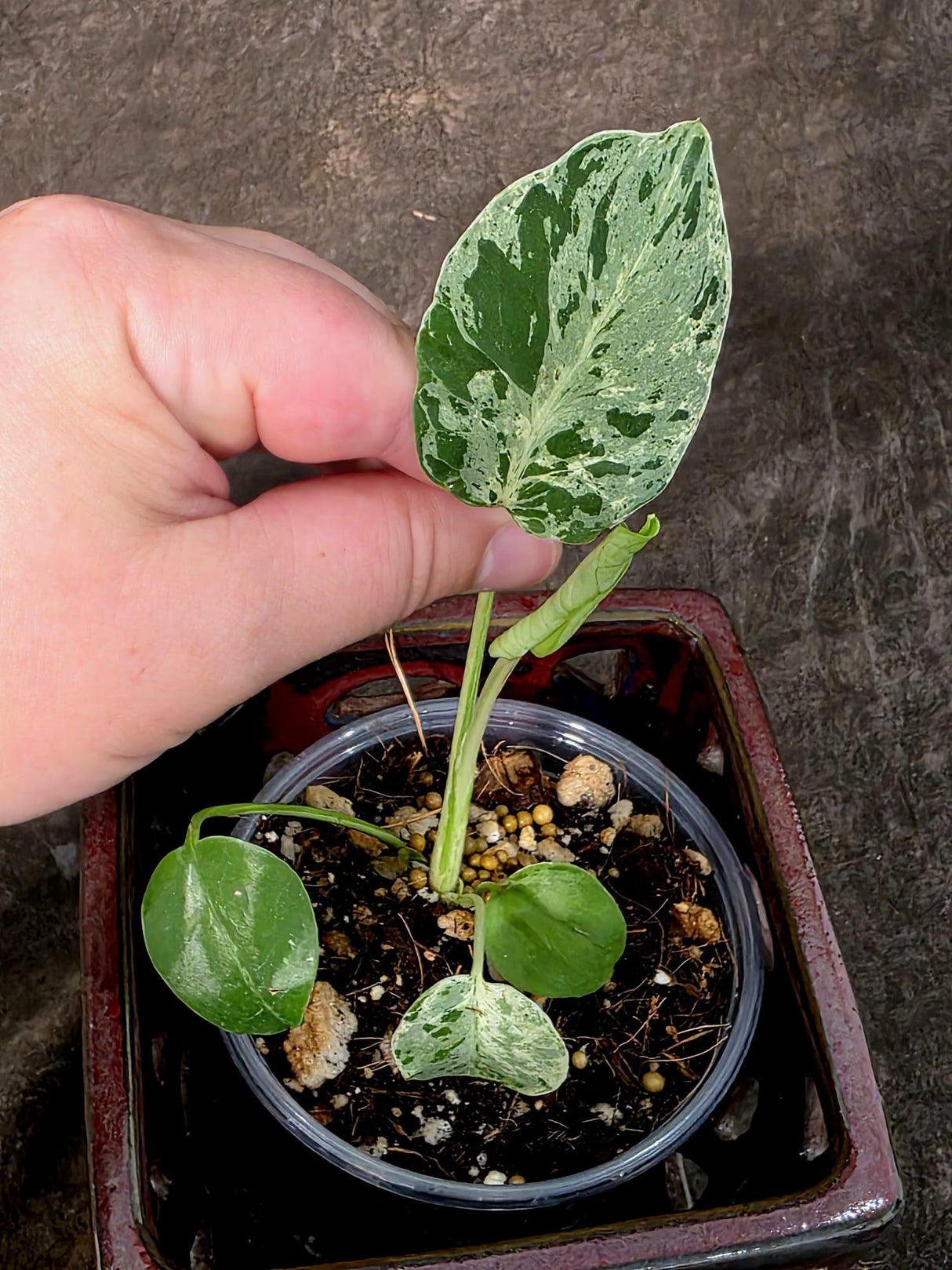 Super Rare Monstera Bulbasaur Variegated Live Plant - Exotic Collector Mint - (July-10-11)