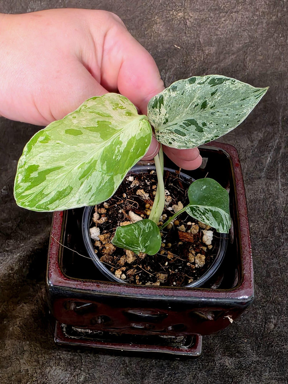 Super Rare Monstera Bulbasaur Variegated Live Plant - Exotic Collector Mint - (July-10-10)