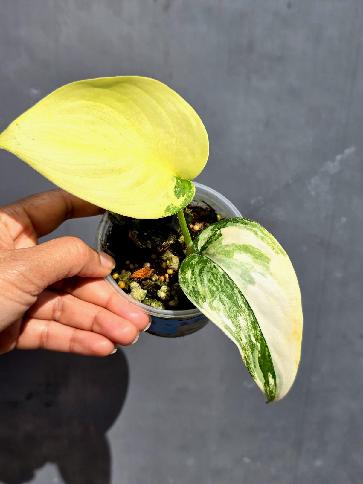 Scindapsus Jade Satin Variegated - Yellow Variegation - (June-22-13)