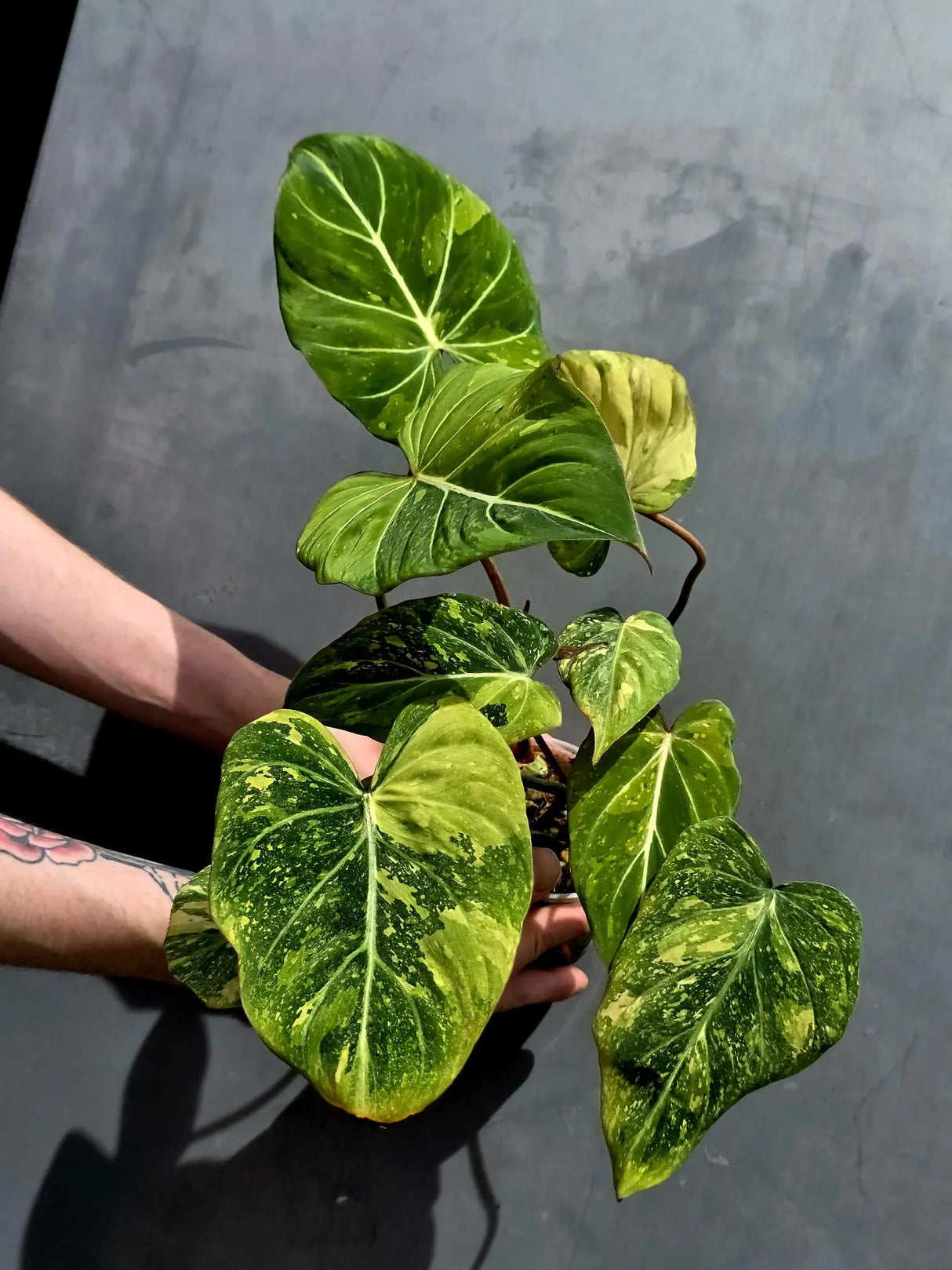 Philodendron Gloriosum Tricolor Plant - Super Rare Velvet Leaf Aroid Plant - (May-21-36)