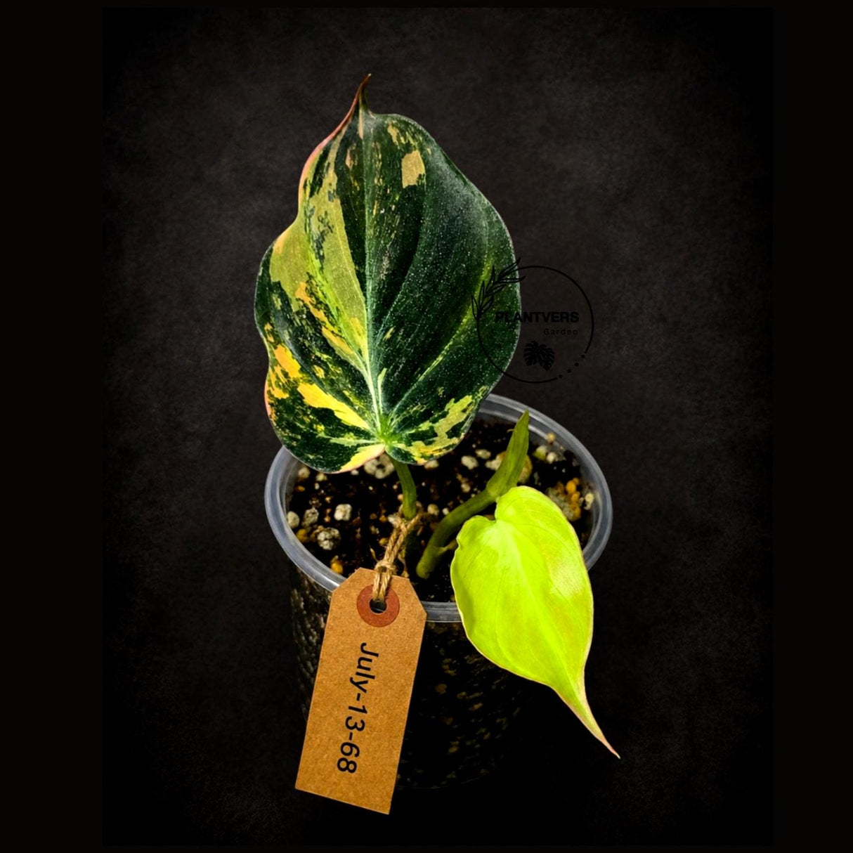 Variegated Philodendron Micans Live Plant - (July-13-68)