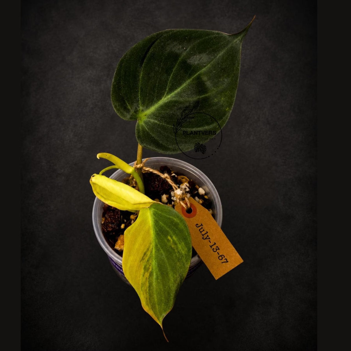 Variegated Philodendron Micans Live Plant - (July-13-67)