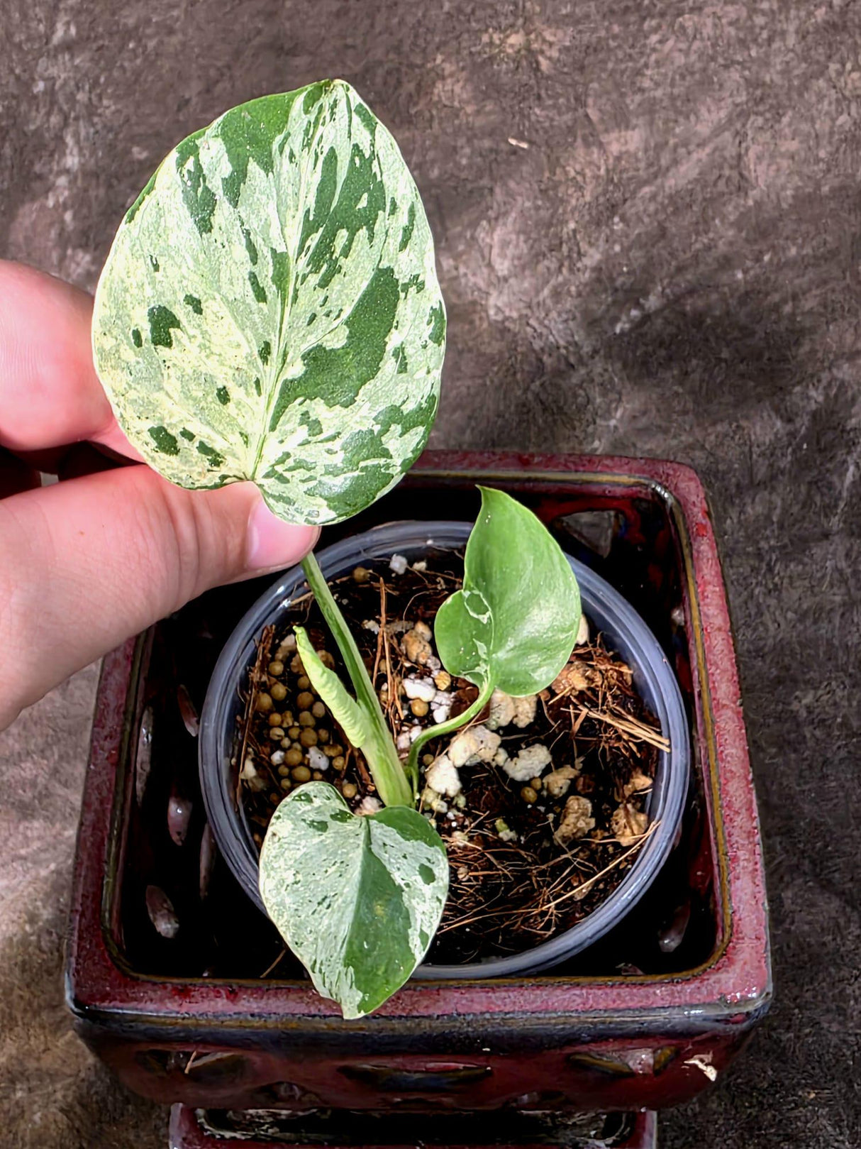 Super Rare Monstera Bulbasaur Variegated Live Plant - Exotic Collector Mint - (July-10-09)