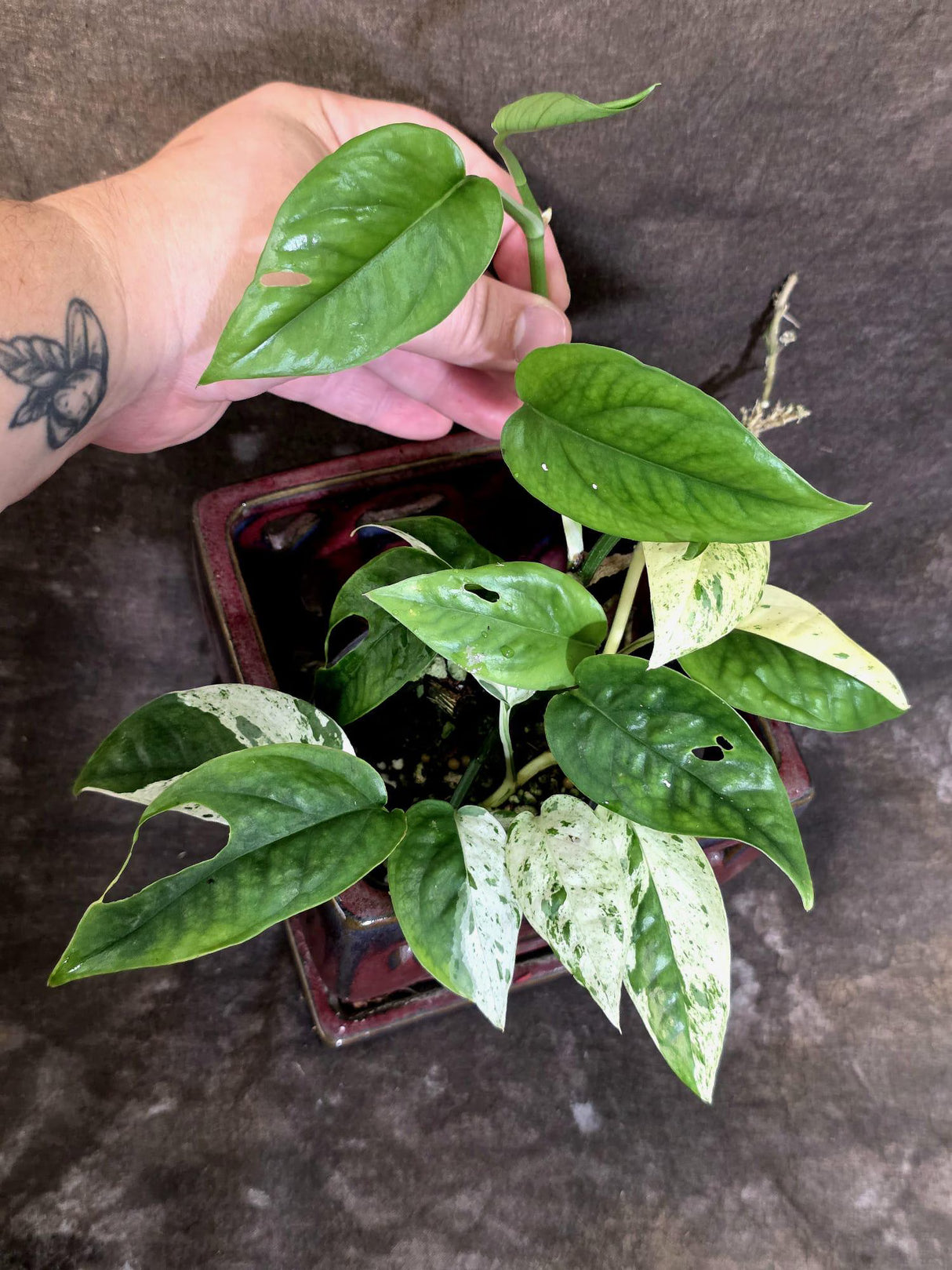 Epipremnum Pinnatum Albo Variegated - Climbing Aroid - (June-25-26)