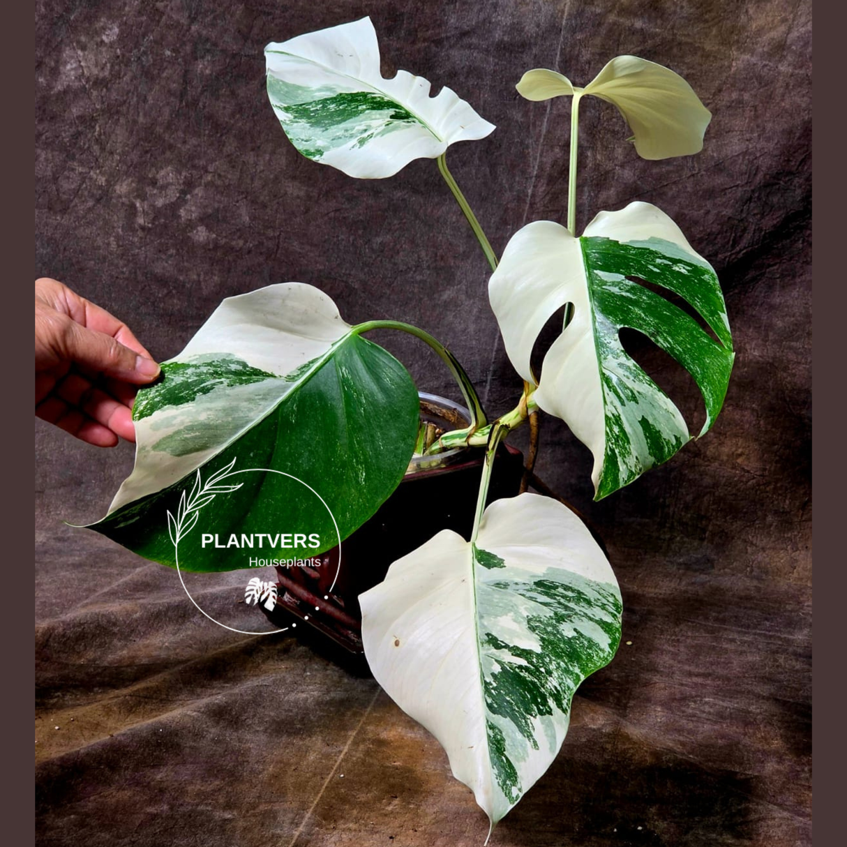 White Monstera Albo