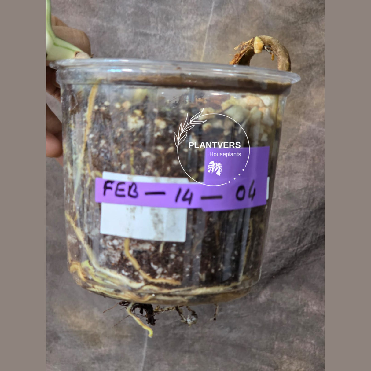 Rare Variegated Monstera Albo - White Albo Borsigiana EXACT Plant - US Seller