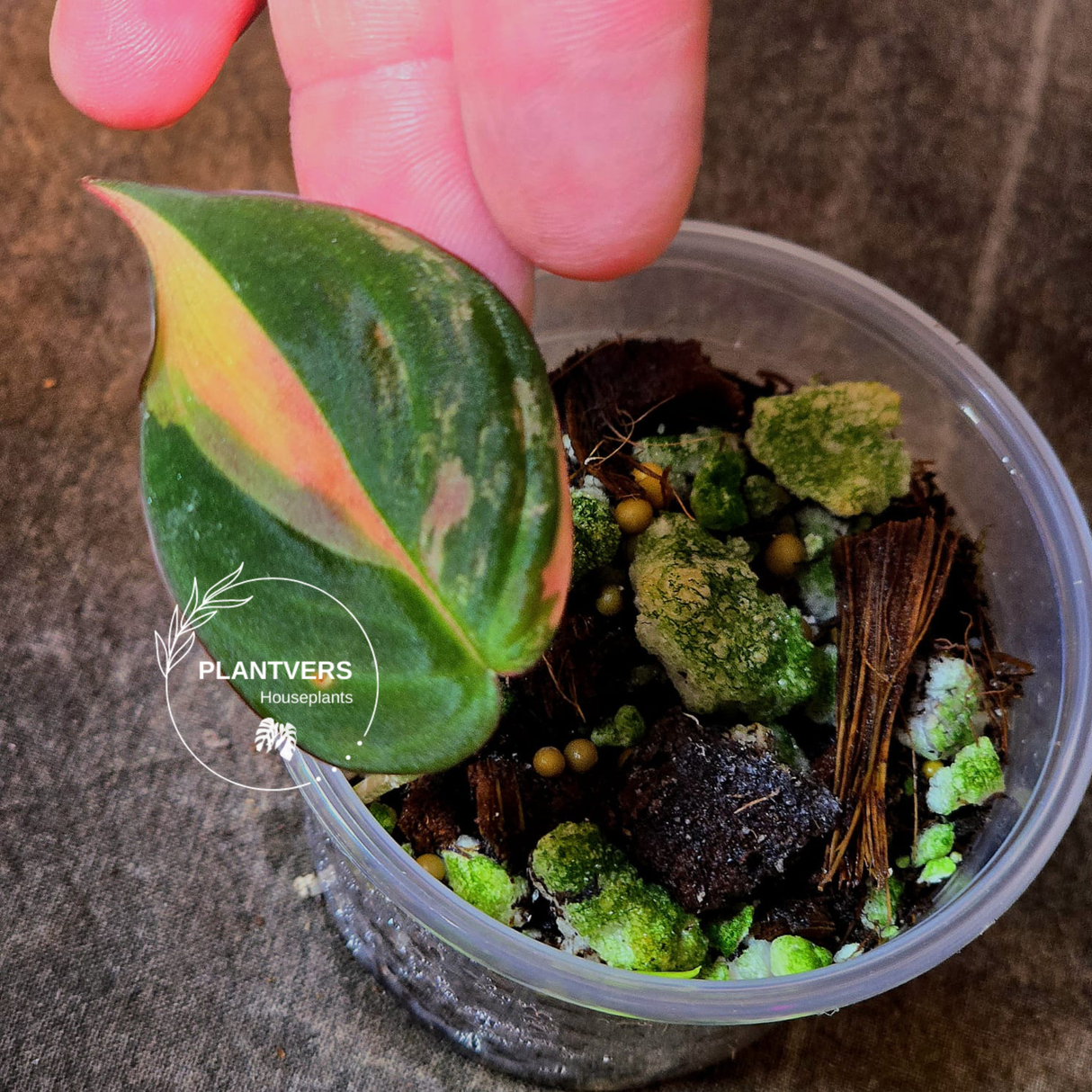 Philodendron Mican Aurea