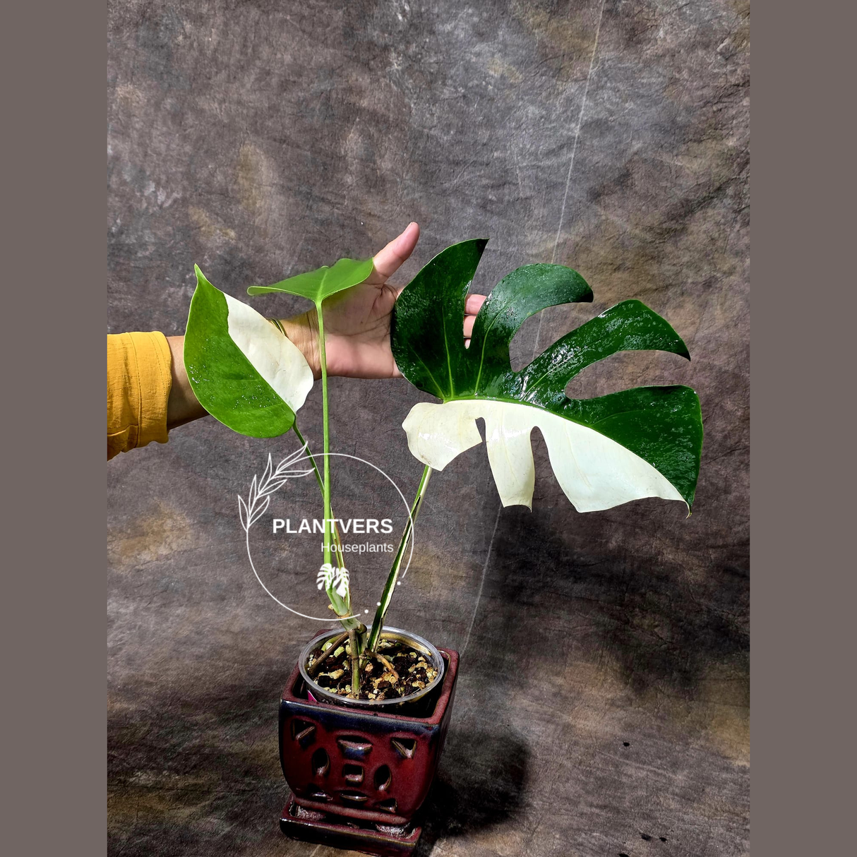 Rare Variegated Plant