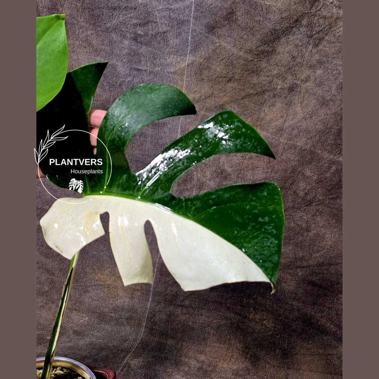 Monstera Albo Half-Moon Plant