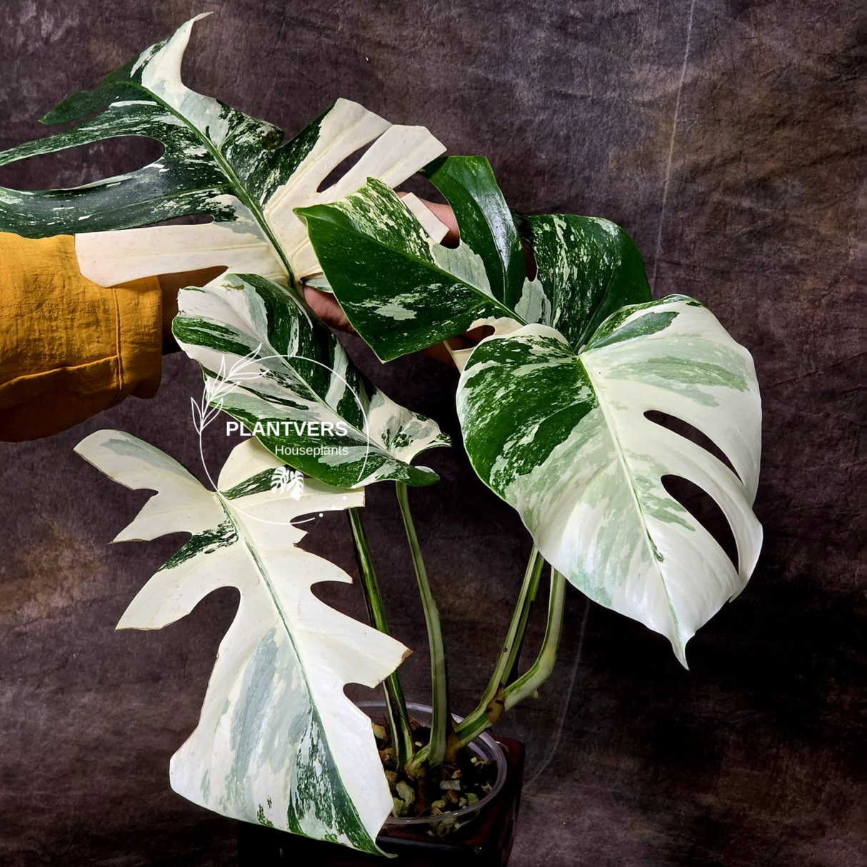 Variegated Gift Plant