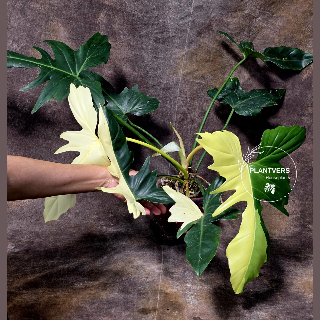 Philodendron Dragon Plant