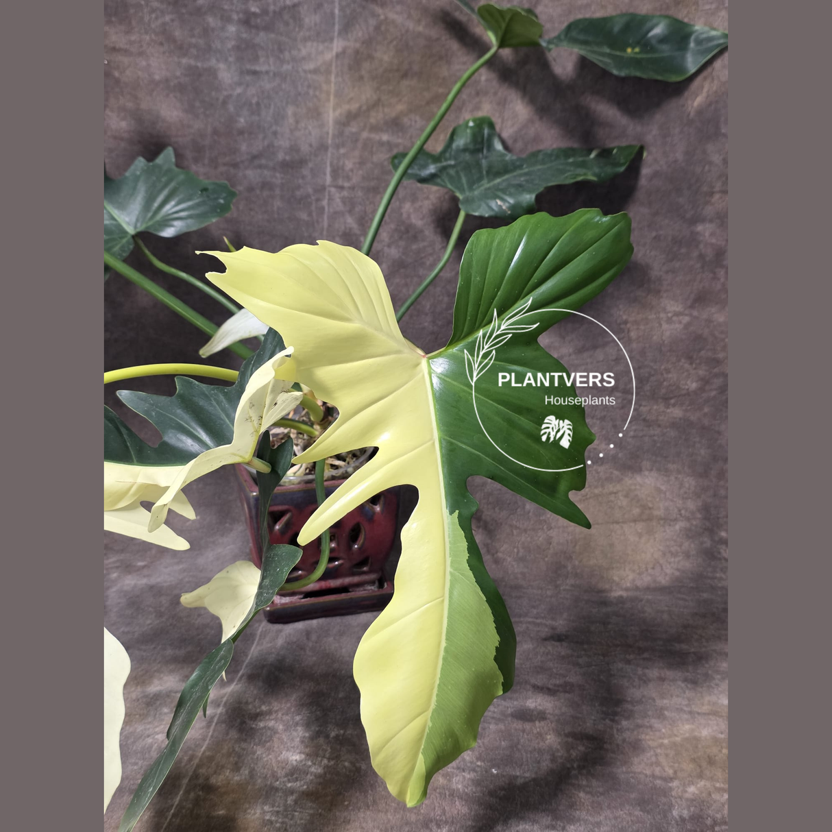 Dragon Philodendron