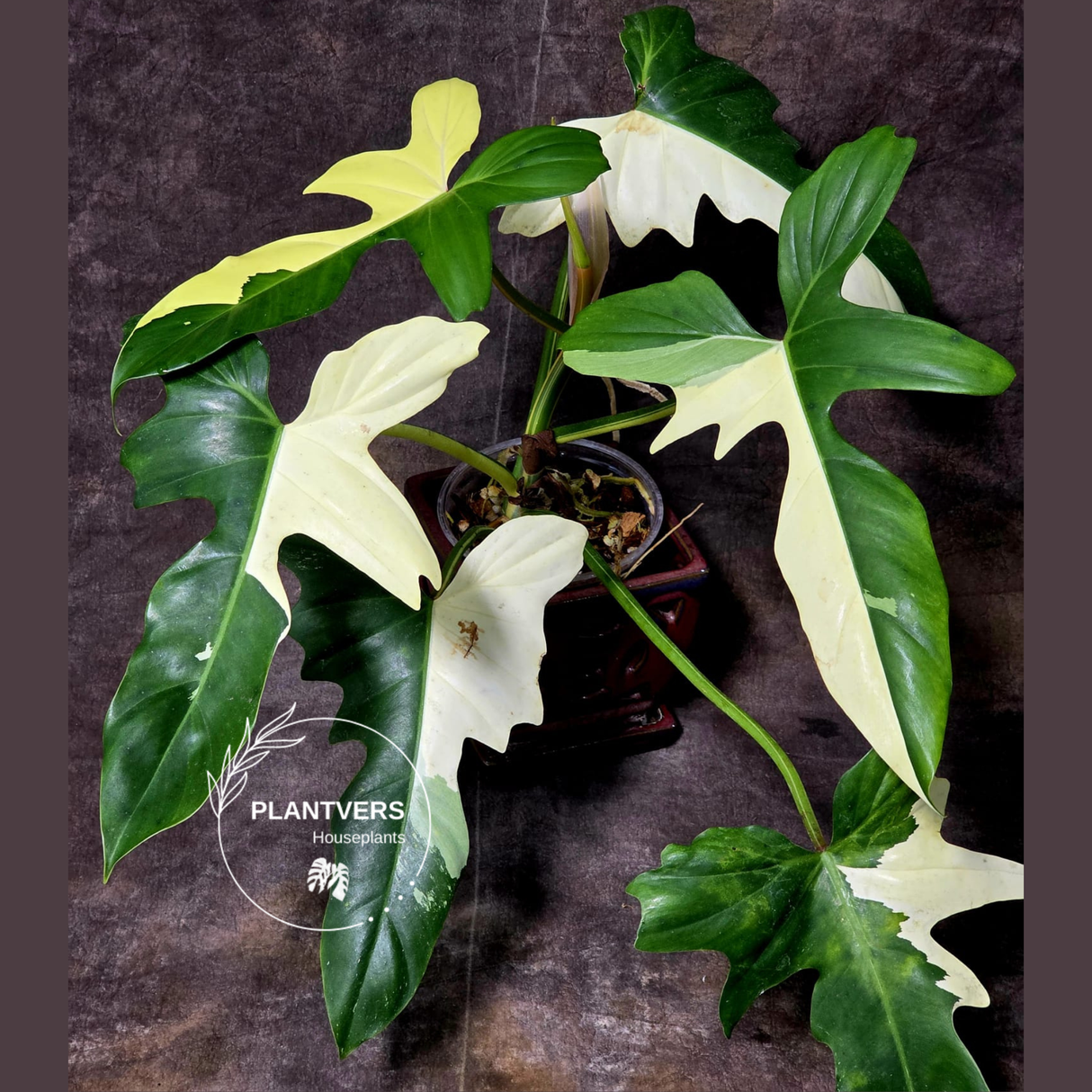 Philodendron Golden Dragon Live Plant - Variegated Collector Rare Indoor Plant - Exact Pot - US Seller