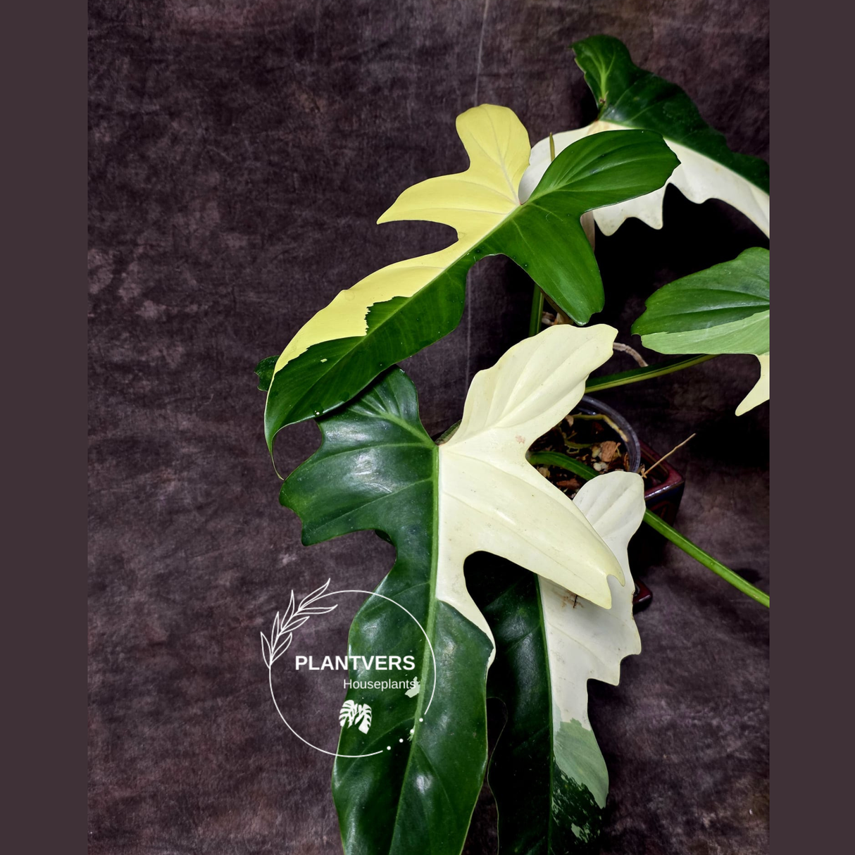 Philodendron Golden Dragon Live Plant - Variegated Collector Rare Indoor Plant - Exact Pot - US Seller