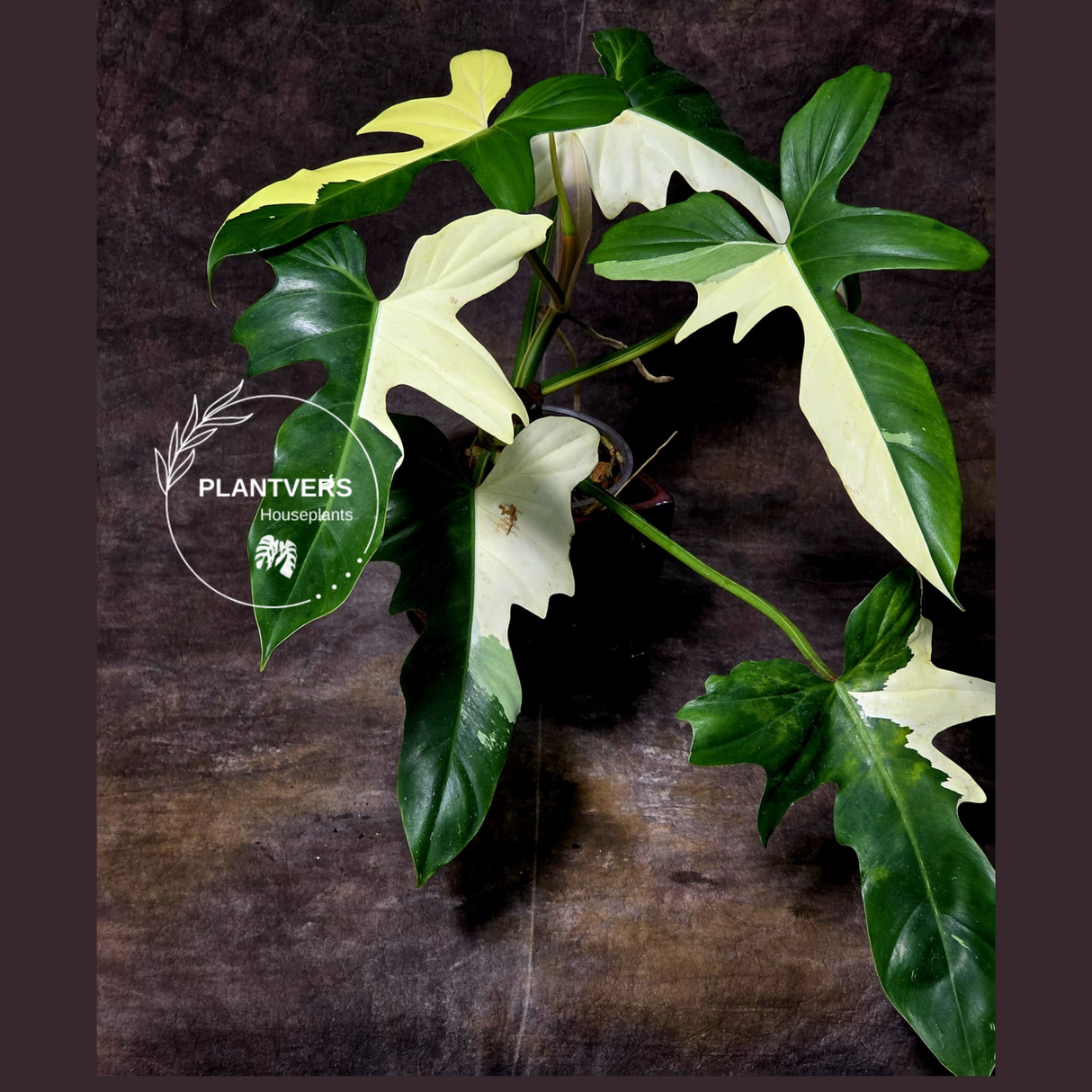 Philodendron Dragon Plant