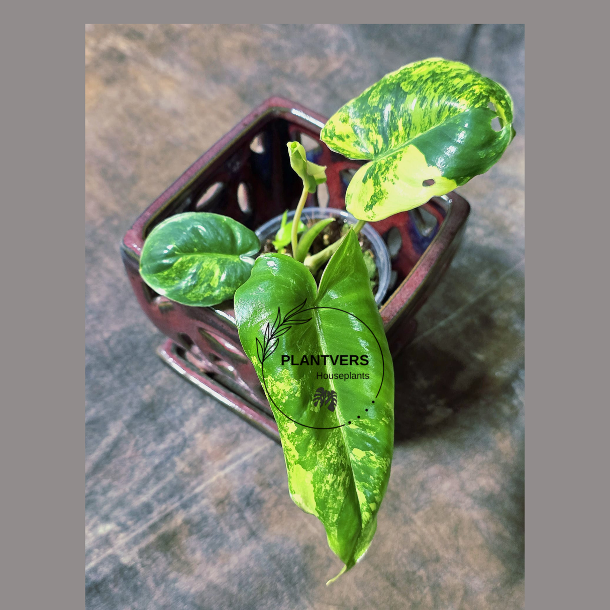 Variegated Burle Marx Philodendron Plant - Tropical Houseplant - Rare EXACT Plant - US Seller