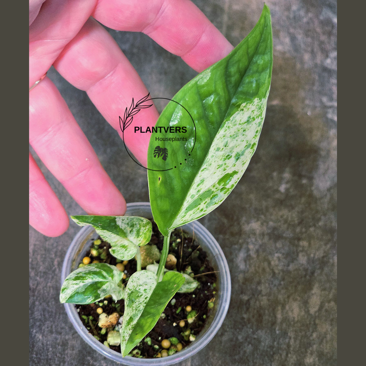 RARE Variegated Epipremnum Pinnatum Albo Plant in a Nursery Pot - Exact SAME Plant - US Seller