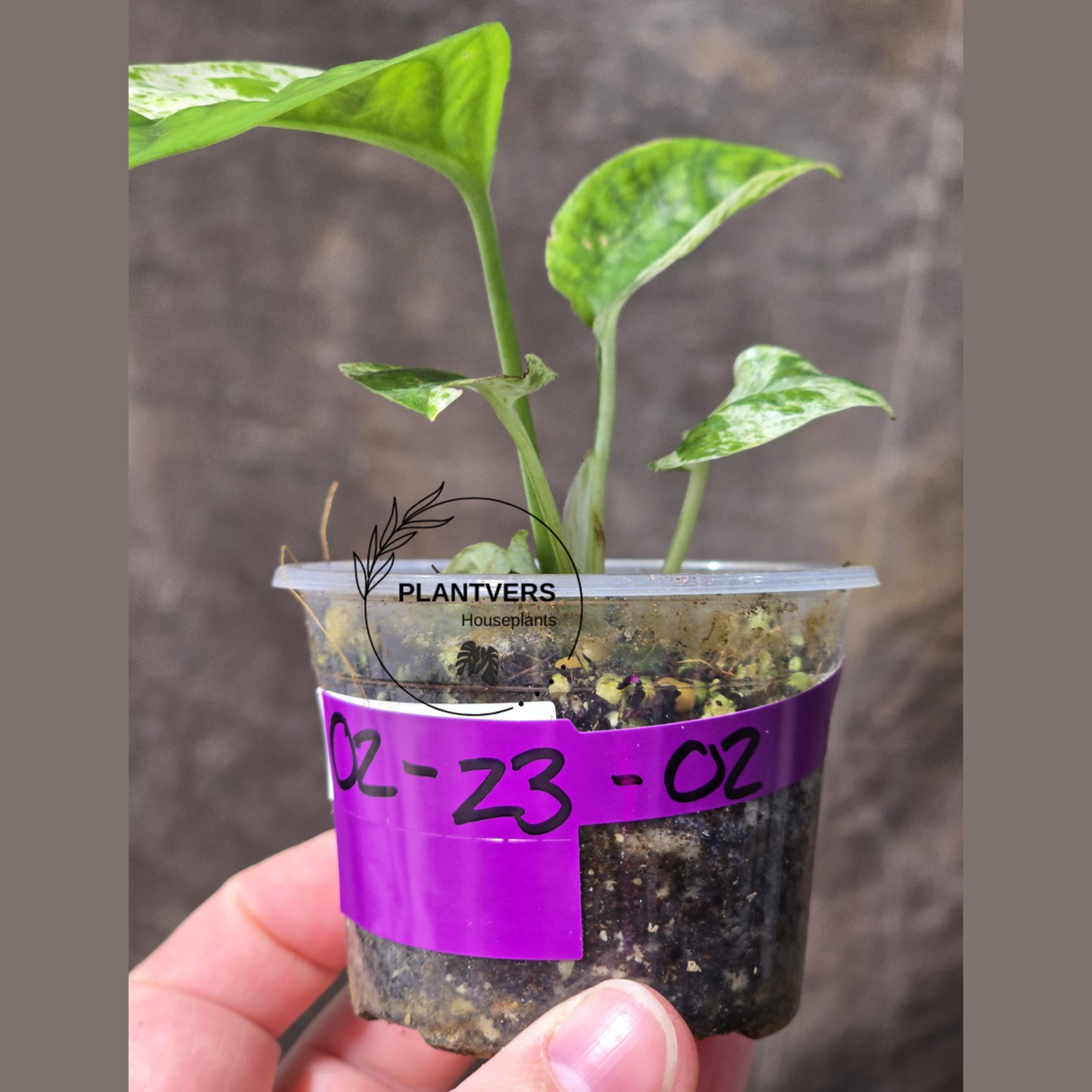 RARE Variegated Epipremnum Pinnatum Albo Plant in a Nursery Pot - Exact SAME Plant - US Seller