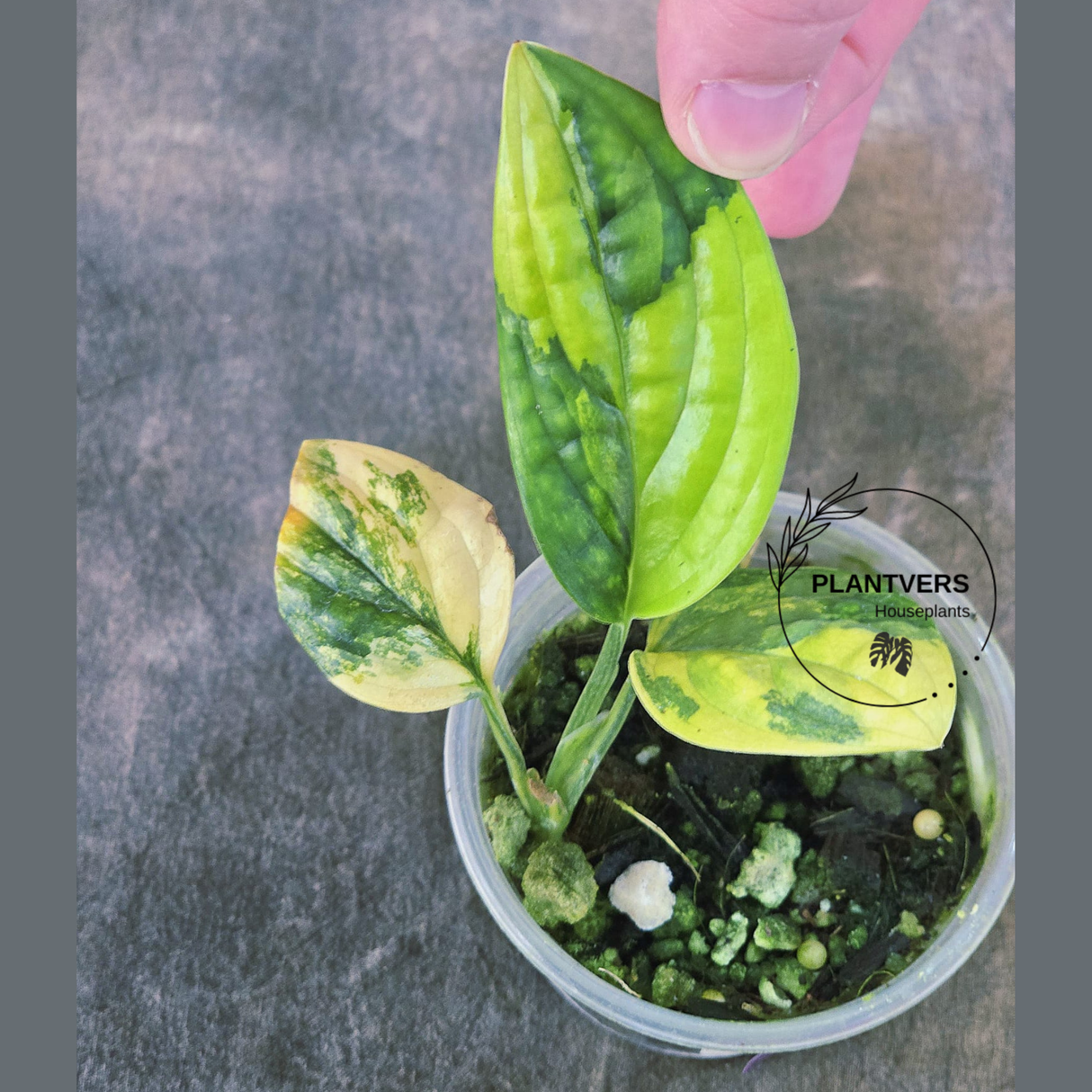 Variegated Monstera Peru - Live Rare Houseplants - Rare Collector Plant - US Seller