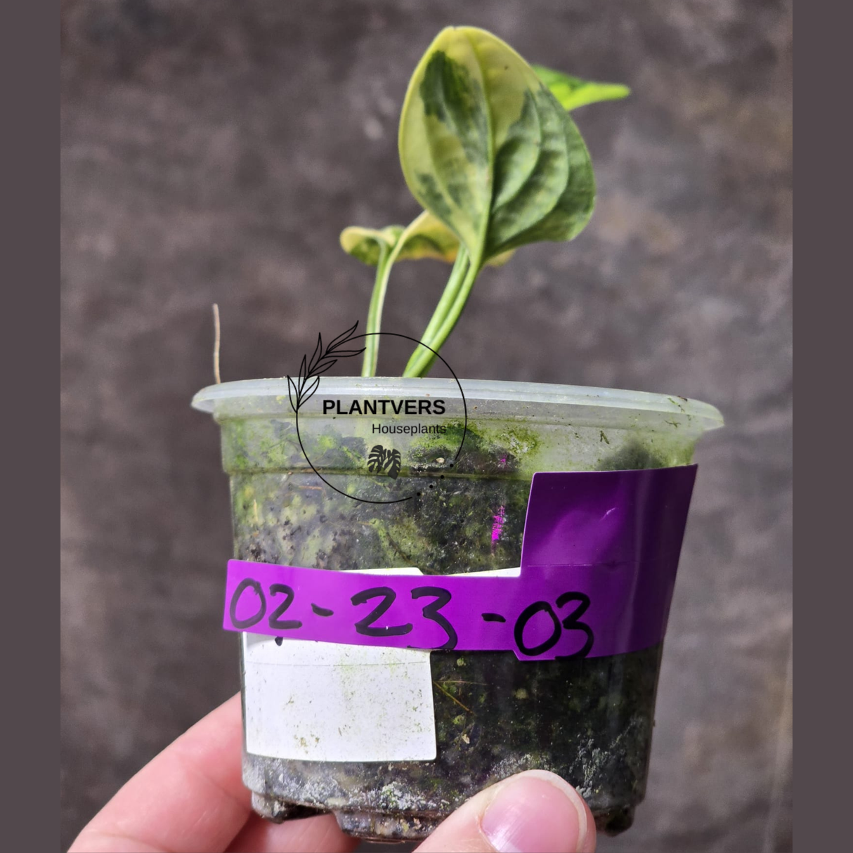 Variegated Monstera Peru - Live Rare Houseplants - Rare Collector Plant - US Seller