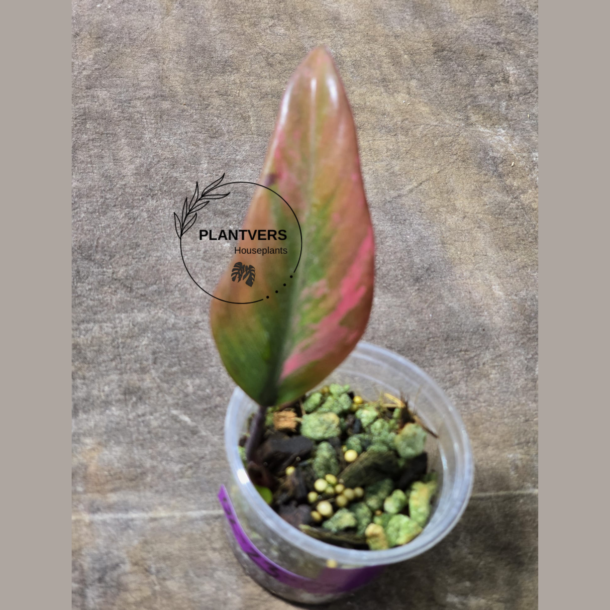 High Variegated Philodendron Strawberry Shake - Rare Collector Plant - Exact Plant - US Seller