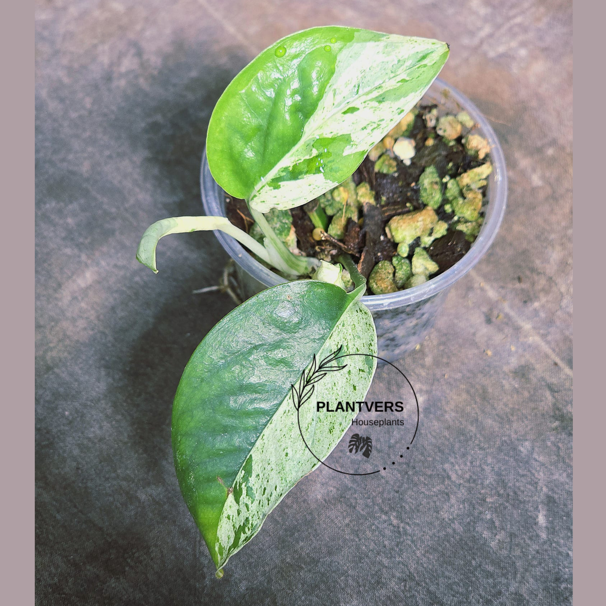 RARE Variegated Epipremnum Pinnatum Albo Plant - Exact Plant - US Seller