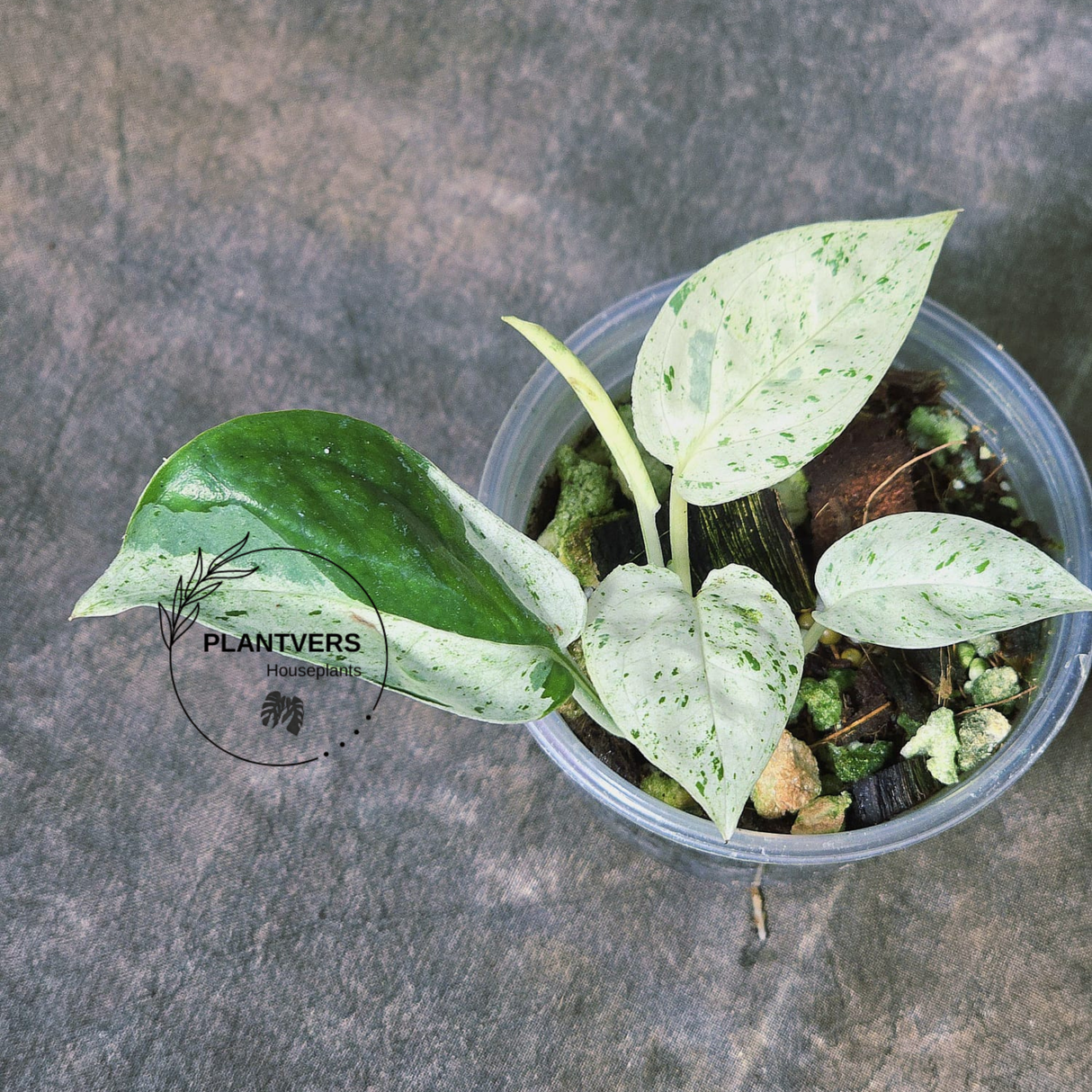 RARE Variegated Epipremnum Pinnatum Albo Plant in a Nursery Pot - Exact SAME Plant - US Seller