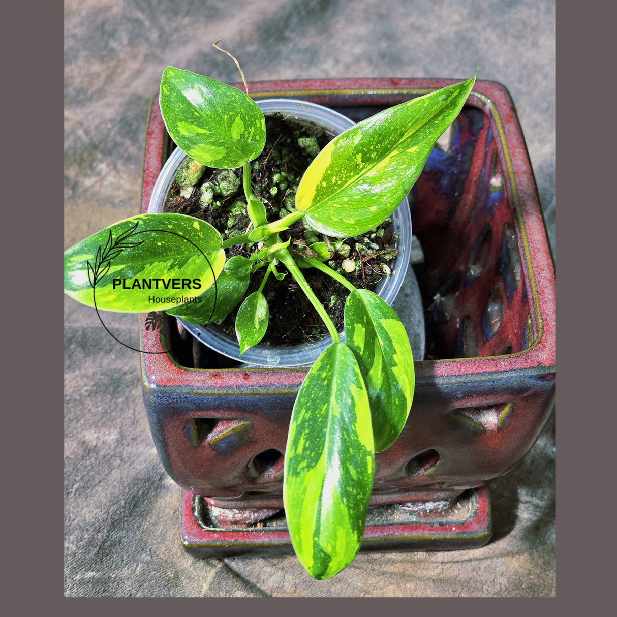 Philodendron Green Congo Hybrid Variegated - SAME Potted Plant as Image - US Seller