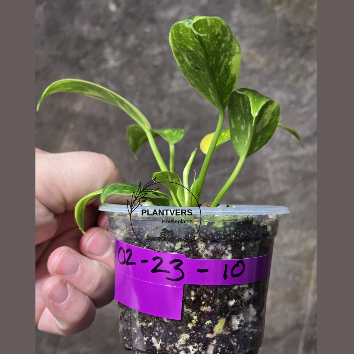 Philodendron Green Congo Hybrid Variegated - SAME Potted Plant as Image - US Seller