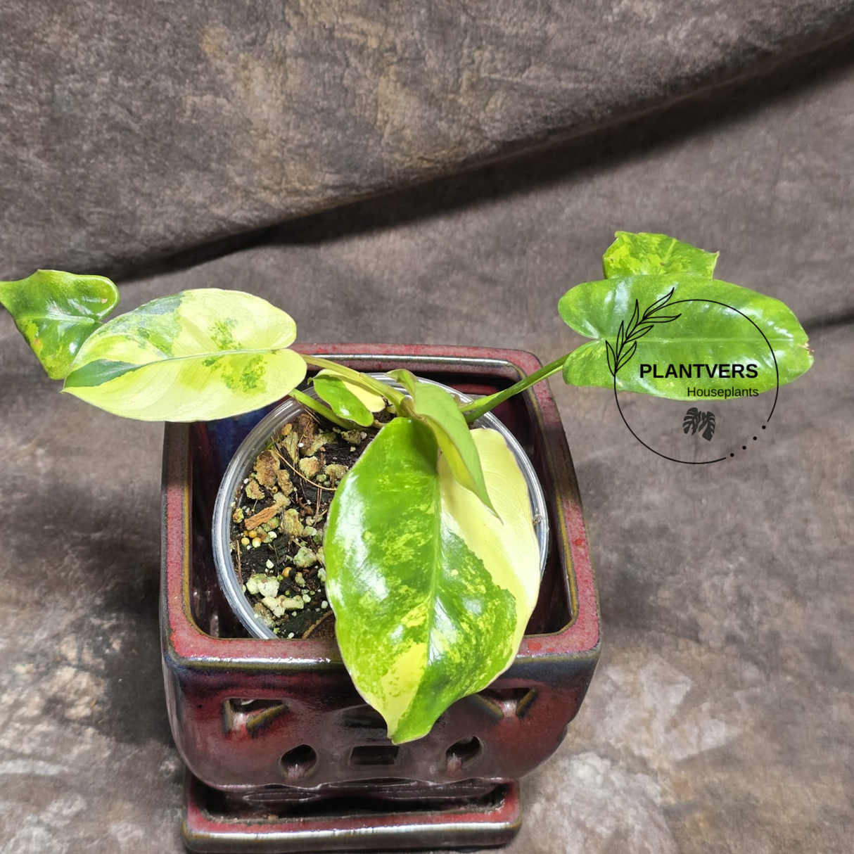 Variegated Burle Marx Philodendron - Tropical Houseplant - Rare EXACT Plant - US Seller