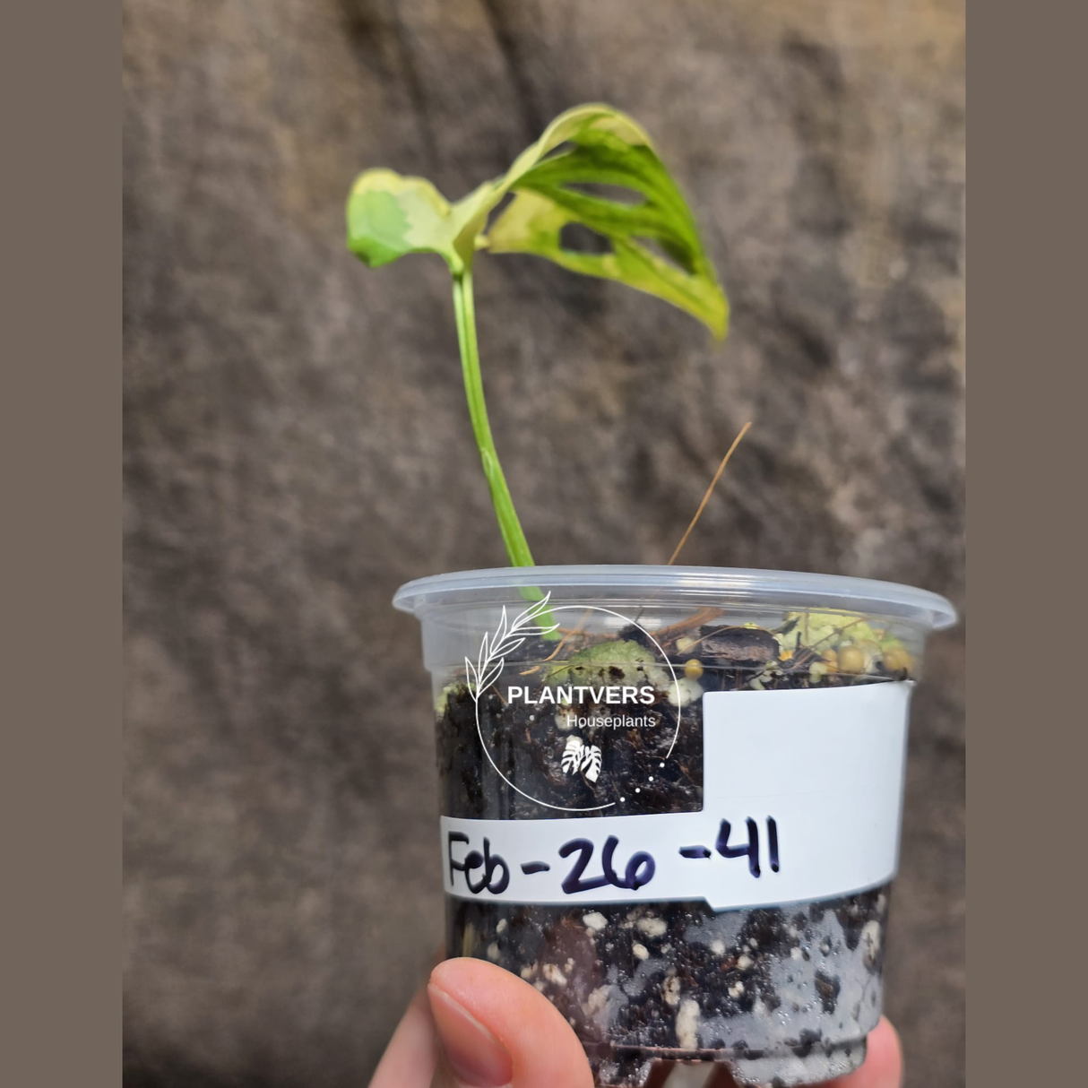 High Variegated White Monstera Adansonii Albo - Rare Collector Swiss Cheese Plant - EXACT Same Plant - US Seller