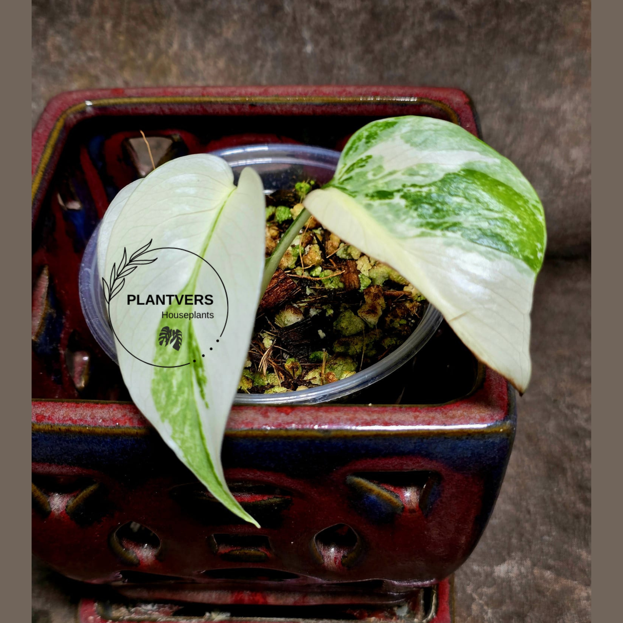 Variegated Monstera Albo - Rare White Monstera Borsigiana Baby Leaf EXACT Plant - US Seller