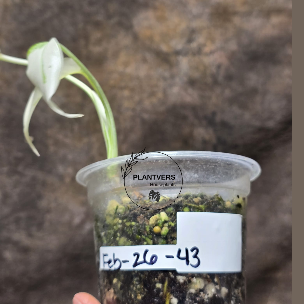 Variegated Monstera Albo - Rare White Monstera Borsigiana Baby Leaf EXACT Same Plant - US Seller