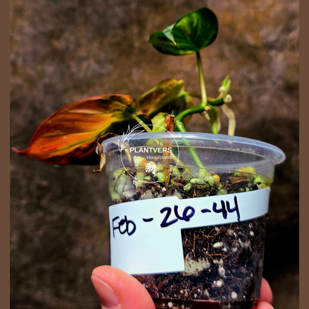 Variegated Philodendron Mican Aurea Potted Plant - Rare Collector Plant - EXACT Plant - US SELLER