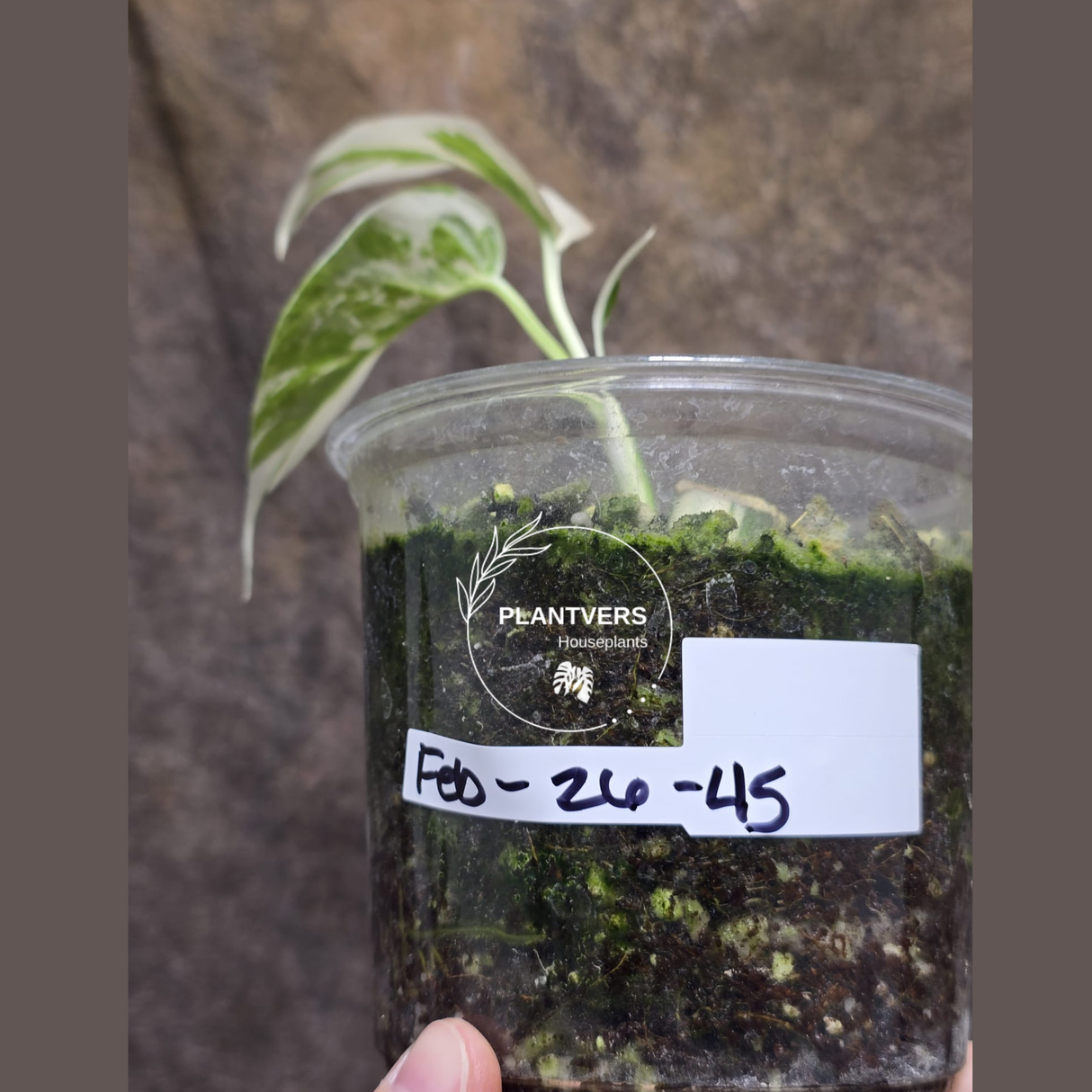 Variegated Monstera Albo Potted Plant - Rare White Monstera Borsigiana Baby Leaf EXACT Plant - US Seller