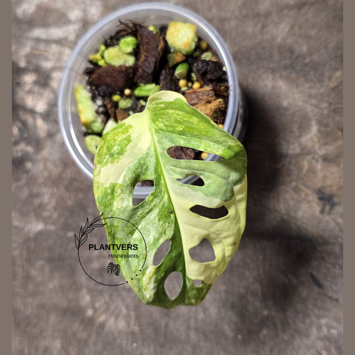 High Variegated White Monstera Adansonii Albo Plant - Rare Collector Swiss Cheese Plant - EXACT Same Plant - US Seller (Copy)