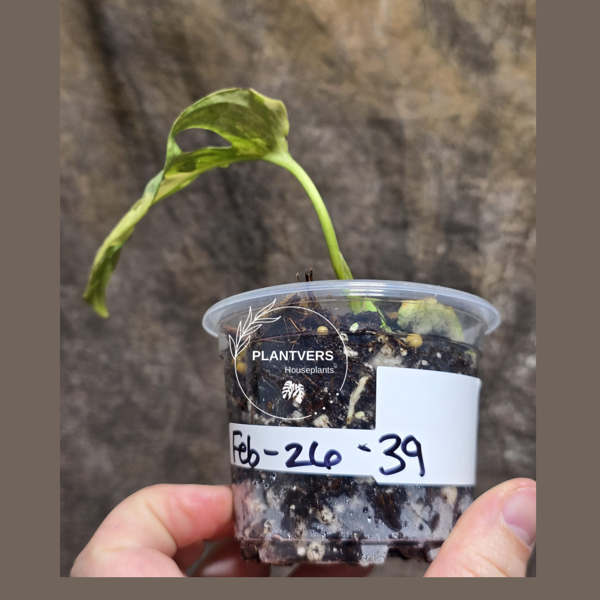 High Variegated White Monstera Adansonii Albo Plant - Rare Collector Swiss Cheese Plant - EXACT Same Plant - US Seller (Copy)