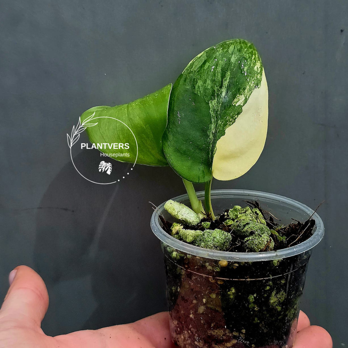 Variegated Scindapsus Pictus 'Jade Satin' Plant in a Nursery Pot - Rare Collector Plant - SAME Plant - US Seller