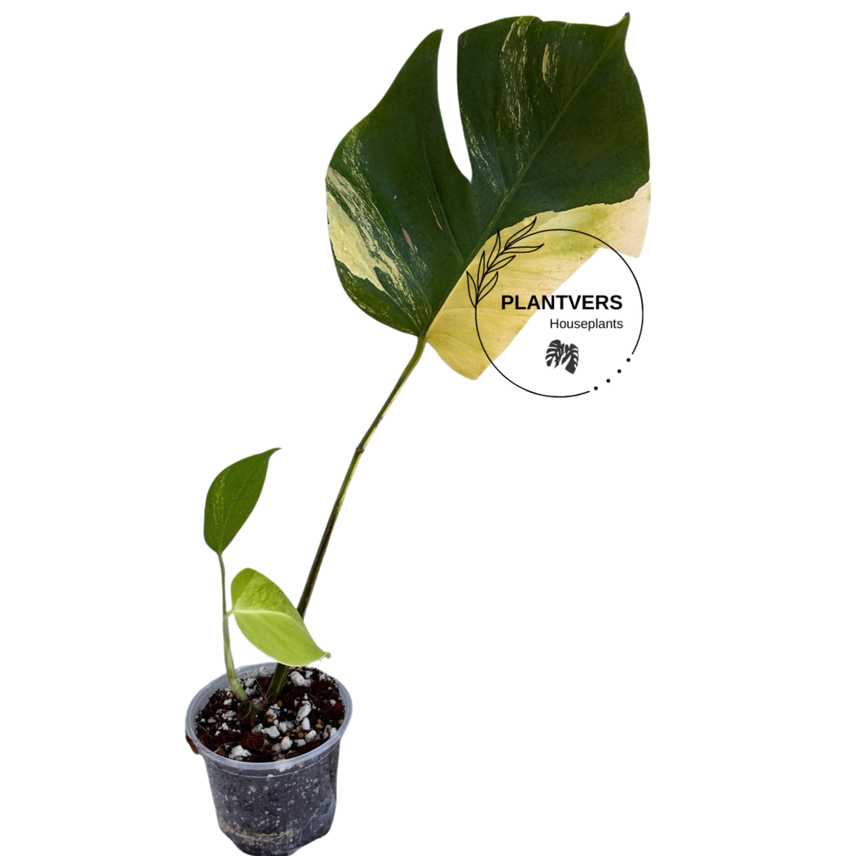 Monstera Aurea Variegated Plant