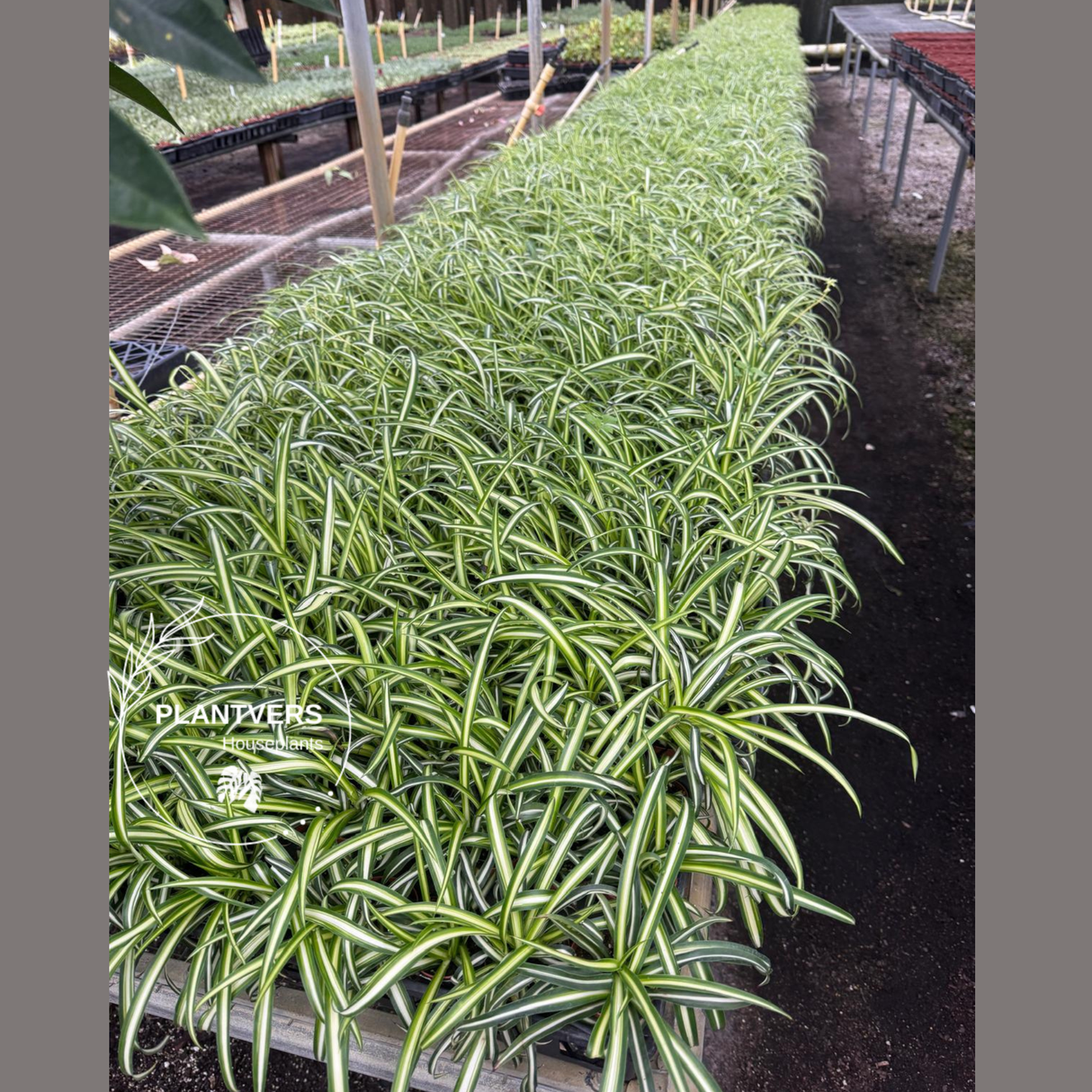 Spider plant, Extremely easy care, indoor vining plant