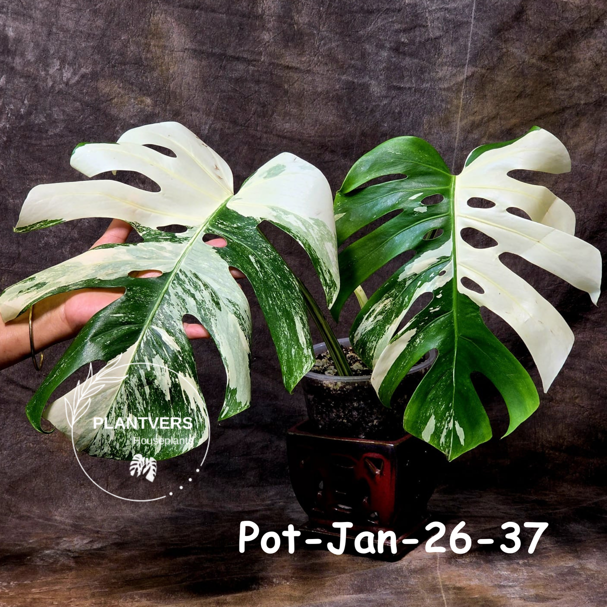 Monstera Albo - Rare Variegated Monstera Borsigiana Albo - Rare Collector Half-Moon Leaf Plant - White Monstera - EXACT Plant - US Seller