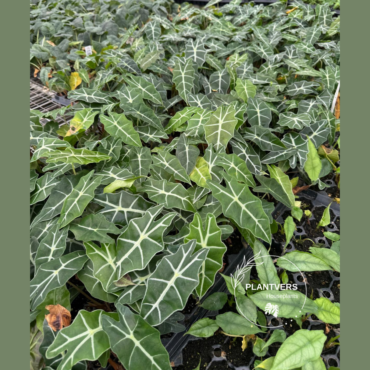 Alocasia Polly Live Plant