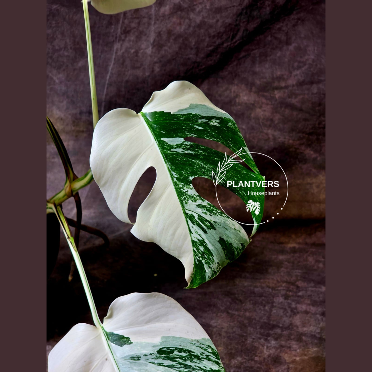 Rare Variegated Monstera Albo - White Albo Borsigiana EXACT Plant - US Seller