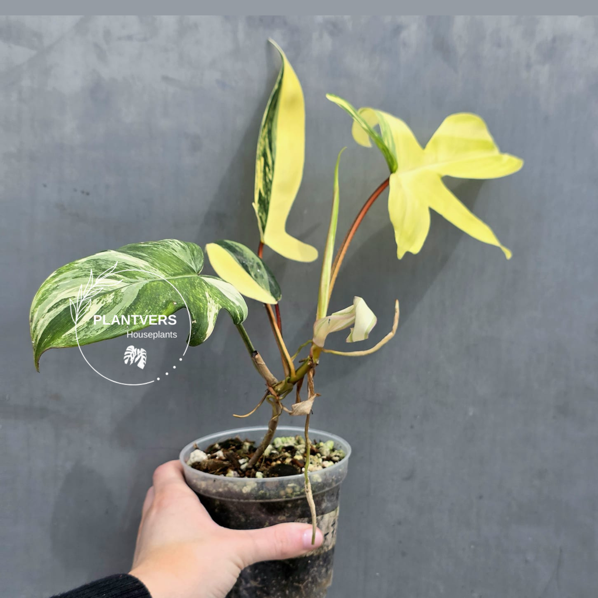 Variegated Philodendron Florida Beauty in a Nursery Pot - Rare Collector Plant - Exact Plant - US Seller