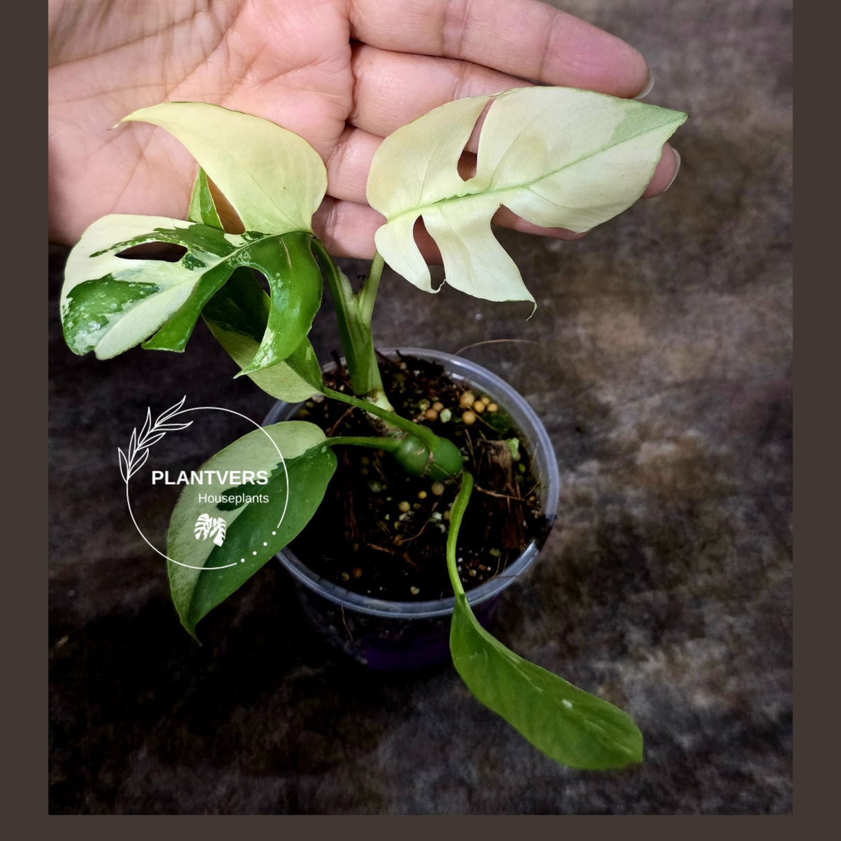 Variegated Rhaphidophora Tetrasperma Albo - Rare Collector Plant - Exact SAME Plant - US Seller