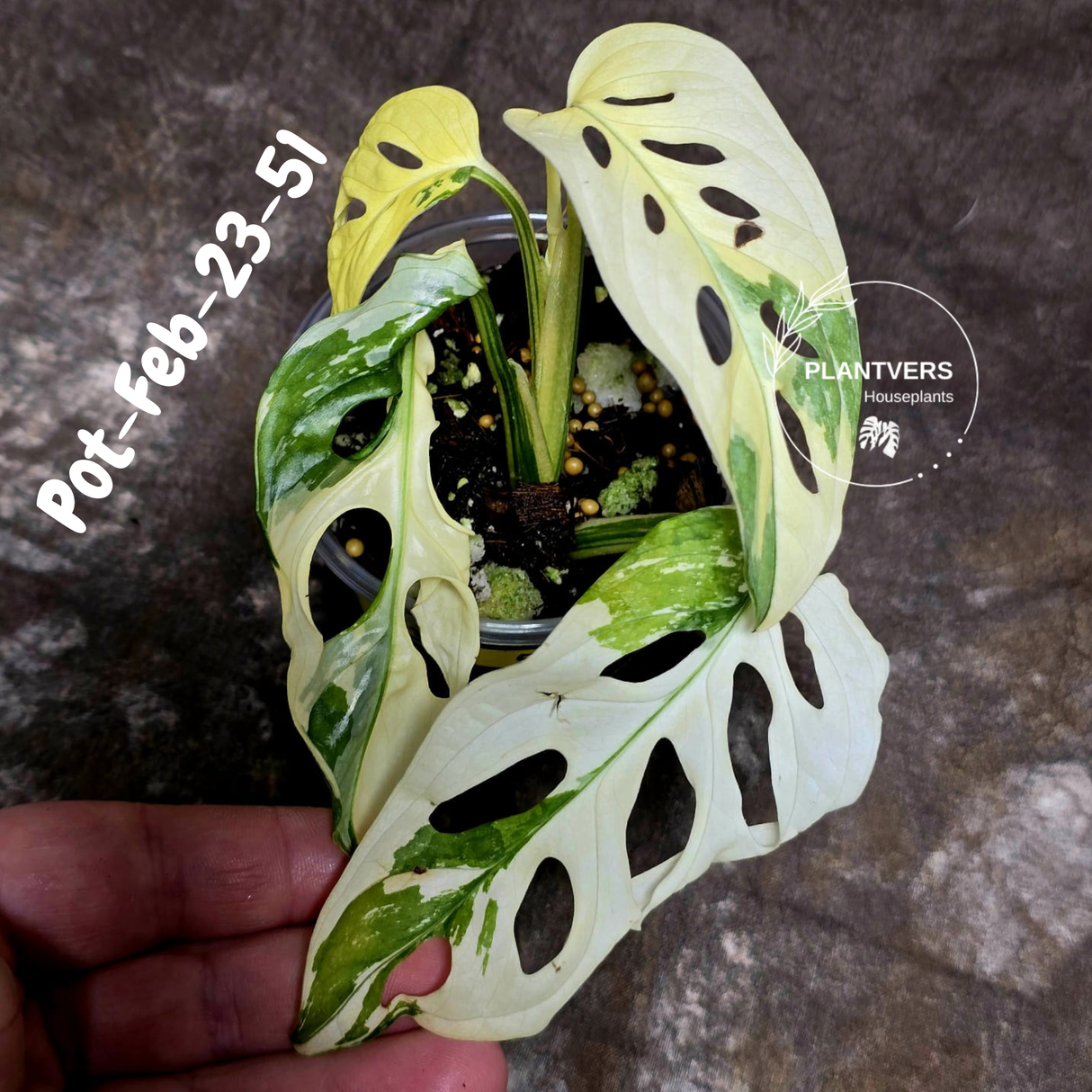 Variegated Monstera Adansonii Albo Plant Live - Rare Swiss Cheese EXACT Same Plant - Half-Moon Leaf - Collector's Aroid - US Seller