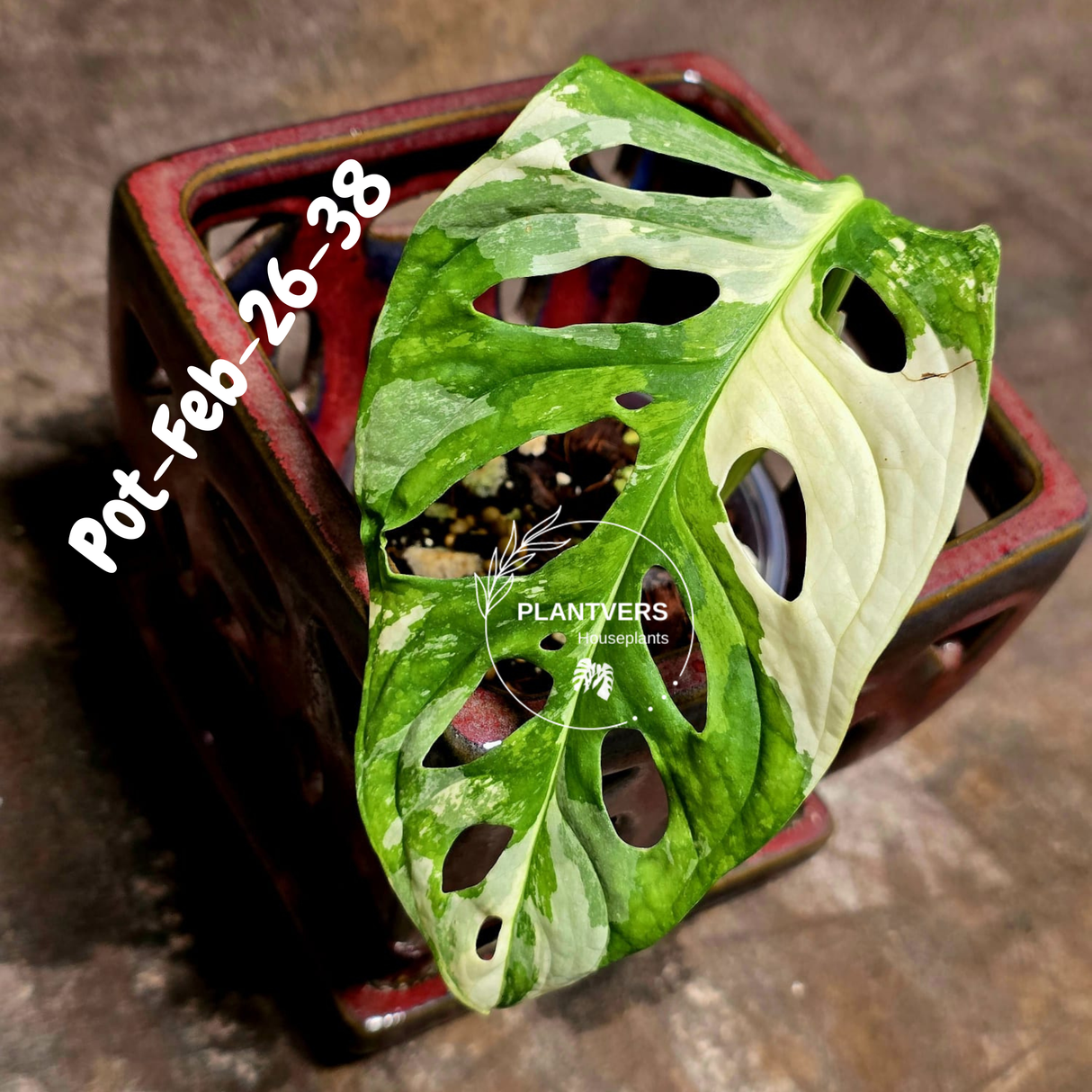 Variegated Monstera Adansonii Albo Plant Live - Rare Swiss Cheese EXACT Same Plant - Half-Moon Leaf - Collector's Aroid - US Seller