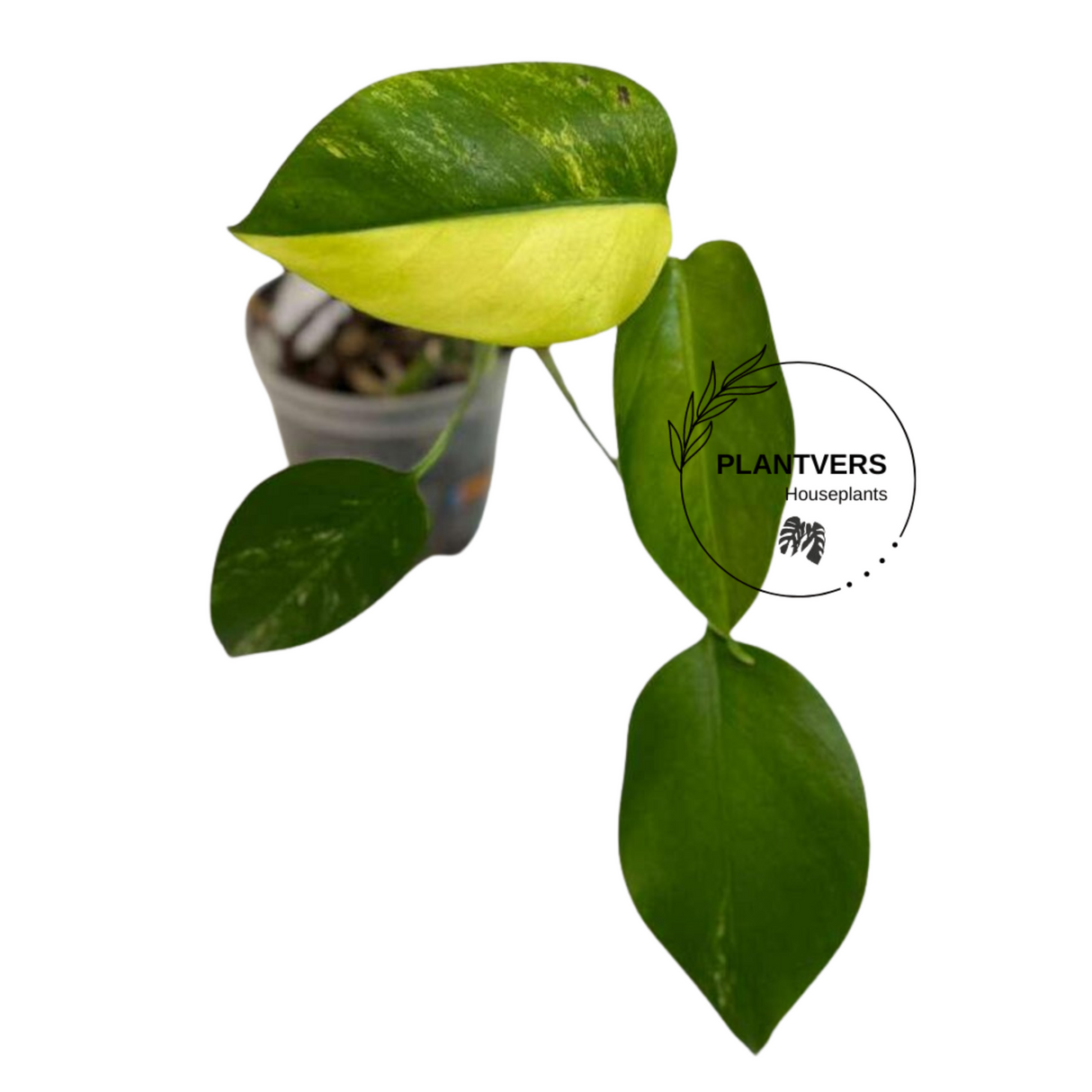 Variegated Borsigiana Aurea